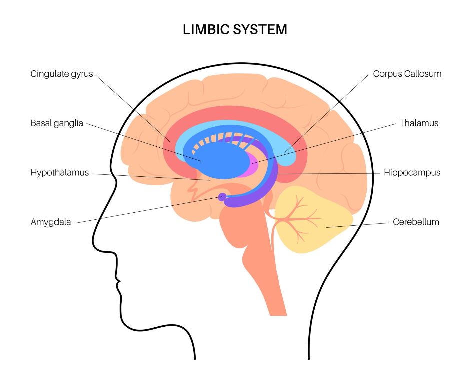 Limbic_System_parts